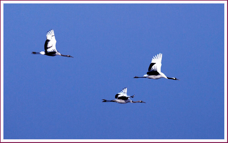 무심히 있으면 다가오는 녀석들 / 두루미 | 두루미 Grus japonensis (Red-crowned Crane); DISPLAY FULL IMAGE.