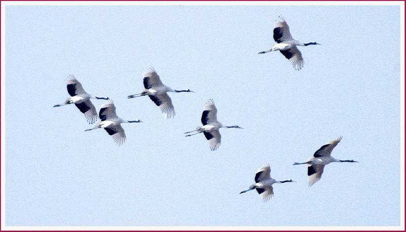 고가의 장비가 좋은 사진을 만든다...? | 두루미 Grus japonensis (Red-crowned Crane); DISPLAY FULL IMAGE.