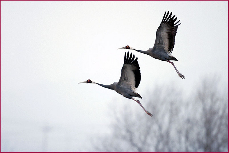 함께 나는 걸 보니 | 재두루미 Grus vipio (White-naped Crane); DISPLAY FULL IMAGE.