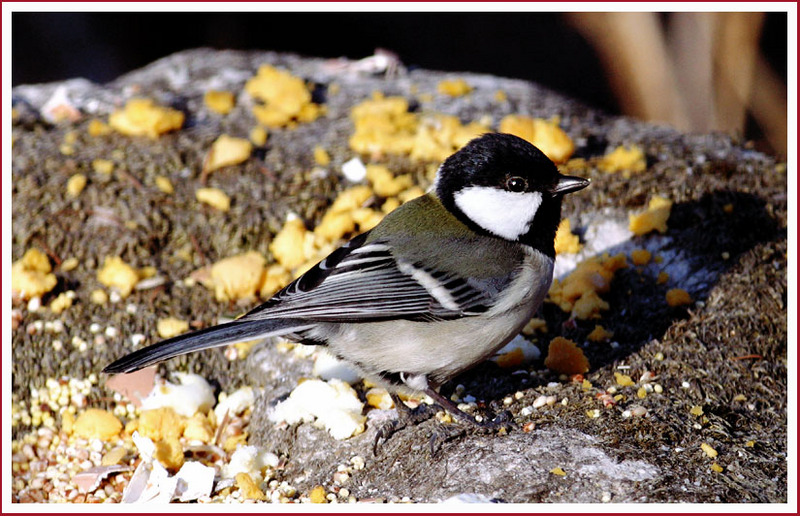 먹이를 발견했을 때는 다른 새들을 부른다...? | 박새 Parus major (Great Tit); DISPLAY FULL IMAGE.