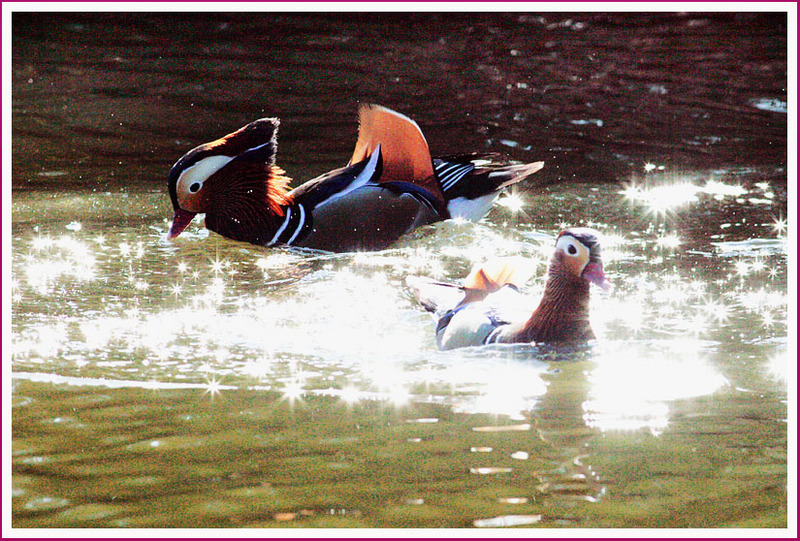 원앙 / 신나는 물놀이 | 원앙(鴛鴦) Aix galericulata (Mandarin Duck); DISPLAY FULL IMAGE.