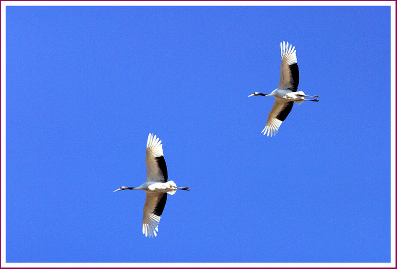 청명한 하늘을 나는 두루미 커플 | 두루미 Grus japonensis (Red-crowned Crane); DISPLAY FULL IMAGE.