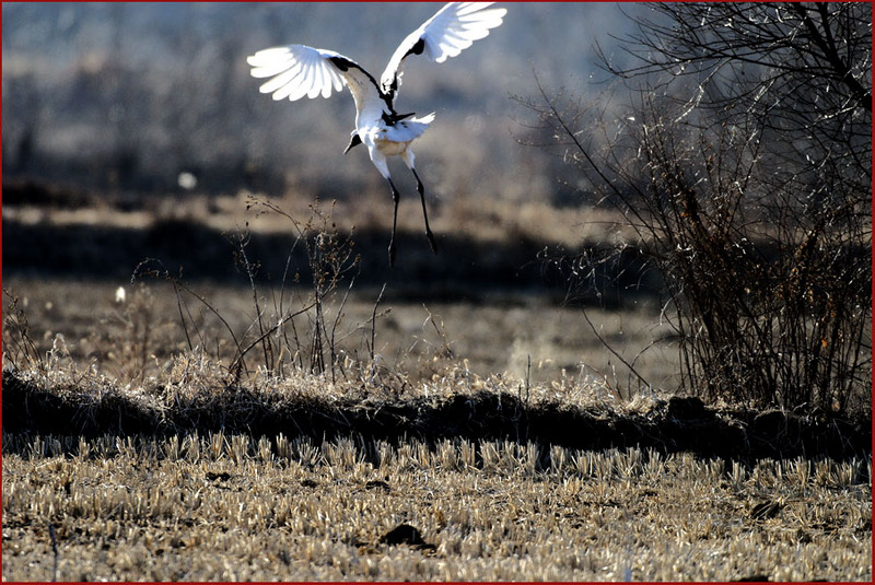 결정적 순간 / 두루미 | 두루미 Grus japonensis (Red-crowned Crane); DISPLAY FULL IMAGE.