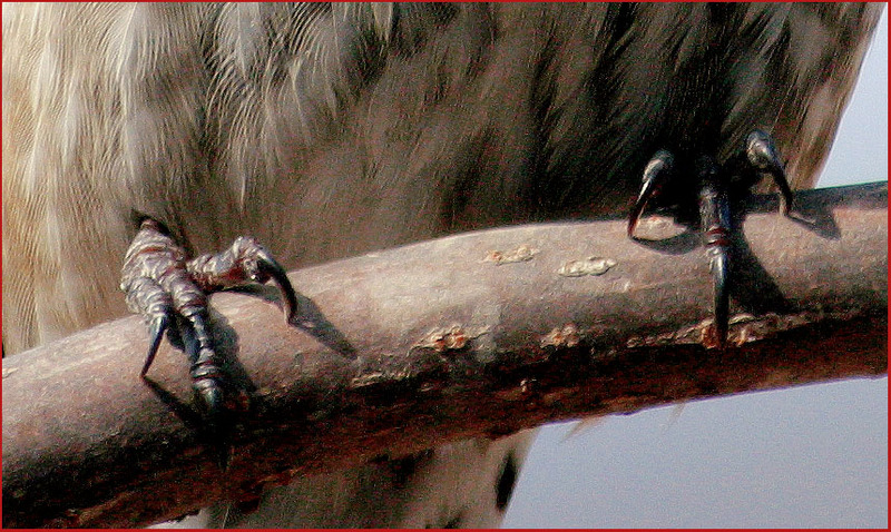 이 녀석의 발 모양인데, | 직박구리 Ixos amaurotis (Brown-eared Bulbul); DISPLAY FULL IMAGE.