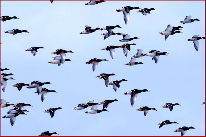 청둥오리들의 군무 | 청둥오리 Anas platyrhynchos (Mallard Ducks); DISPLAY FULL IMAGE.