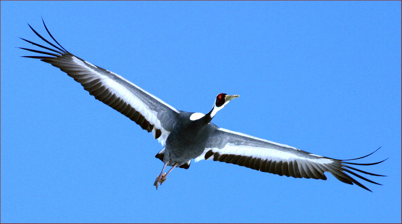 제대로 걸린 녀석 | 재두루미 Grus vipio (White-naped Crane); DISPLAY FULL IMAGE.