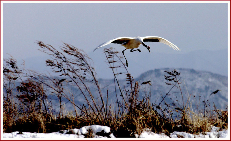 멋진 착륙 | 두루미 Grus japonensis (Red-crowned Crane); DISPLAY FULL IMAGE.