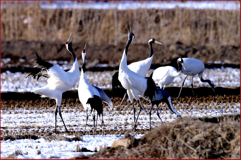 잠복한다고 좋은 기회가 올까...? | 두루미 Grus japonensis (Red-crowned Crane); DISPLAY FULL IMAGE.