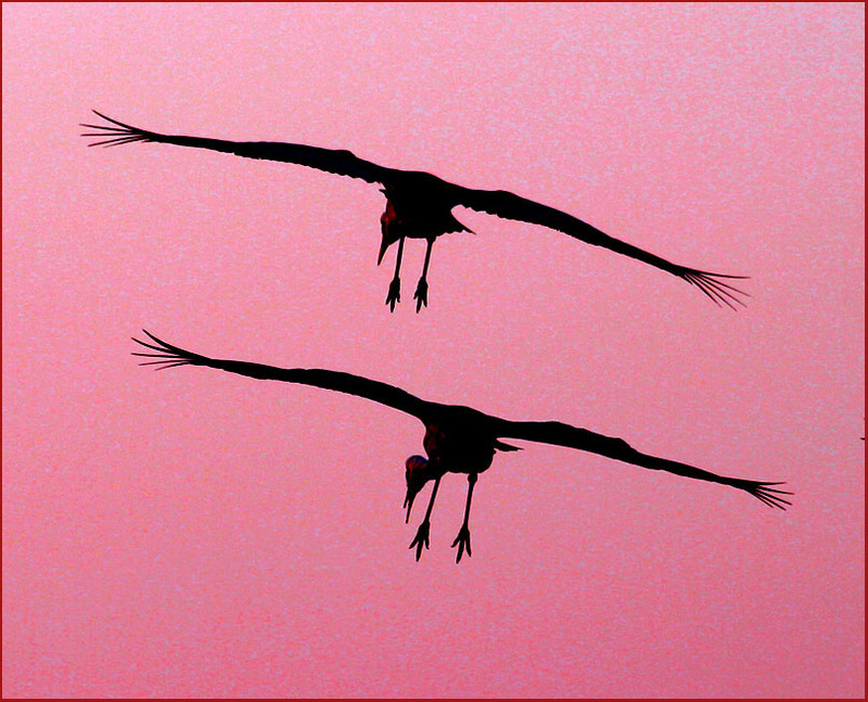 일사분란하게 나는 두루미 | 두루미 Grus japonensis (Red-crowned Crane); DISPLAY FULL IMAGE.