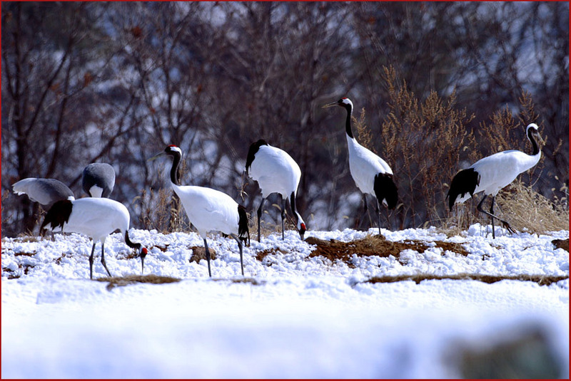'백조의 호수' 에 나오는 백조는 | 두루미 Grus japonensis (Red-crowned Crane); DISPLAY FULL IMAGE.