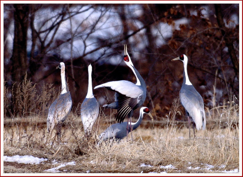 사랑이란, | 재두루미 Grus vipio (White-naped Crane); DISPLAY FULL IMAGE.