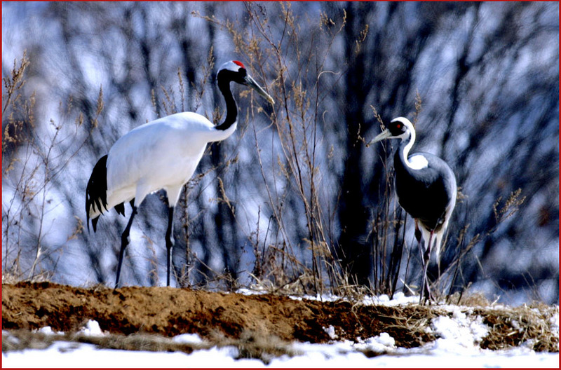 우리가 서로 사랑할 수 있을까... | 두루미 Grus japonensis (Red-crowned Crane); DISPLAY FULL IMAGE.