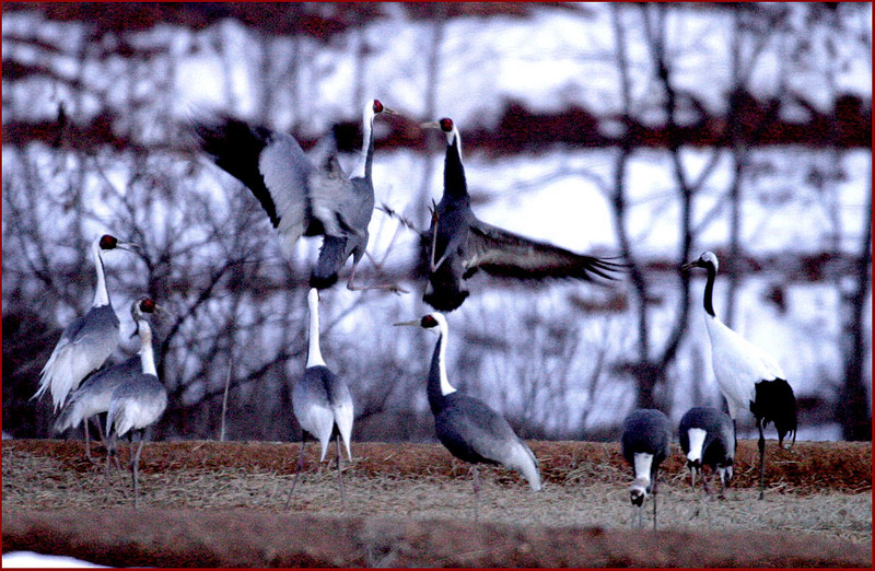 두루미, 태권도 종주국답게... | 재두루미 Grus vipio (White-naped Crane); DISPLAY FULL IMAGE.