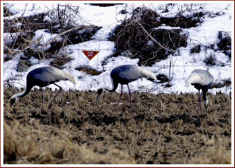분단, 지뢰밭 그리고 새 | 재두루미 Grus vipio (White-naped Crane); DISPLAY FULL IMAGE.