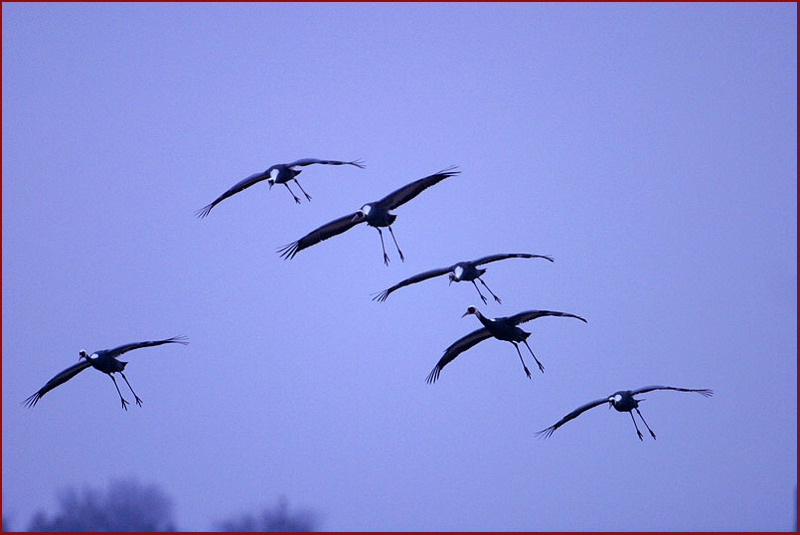 낙하묘기 | 재두루미 Grus vipio (White-naped Crane); DISPLAY FULL IMAGE.