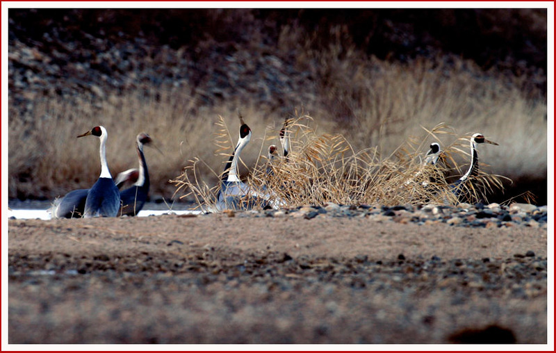 숨어서 노래하는 녀석들 | 재두루미 Grus vipio (White-naped Crane); DISPLAY FULL IMAGE.