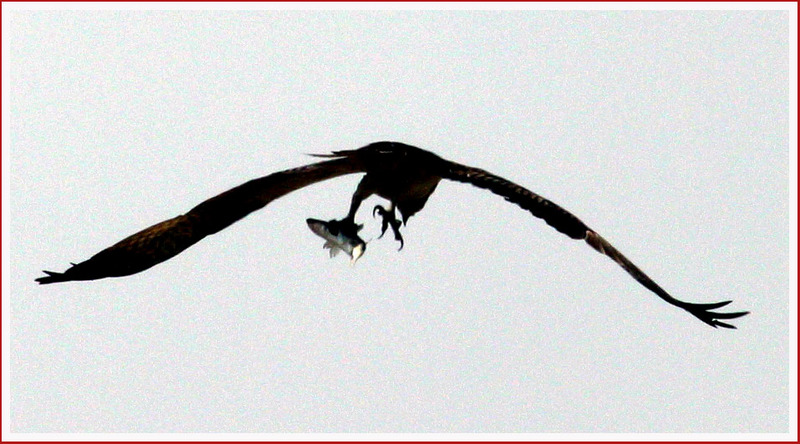 제목 없음  | 물수리 Pandion haliaetus (Osprey); DISPLAY FULL IMAGE.