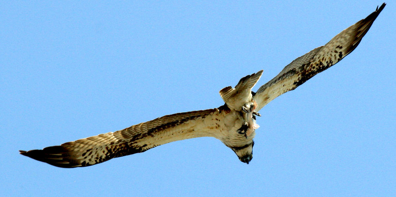 노려보는 눈 | 물수리 Pandion haliaetus (Osprey); DISPLAY FULL IMAGE.