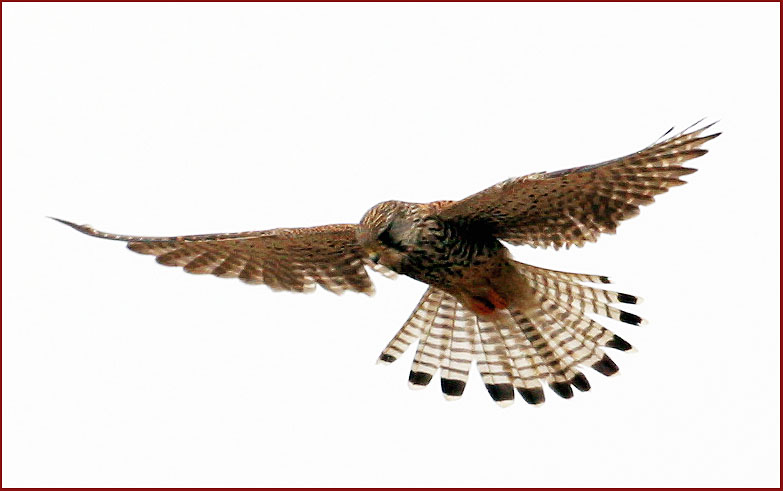 황조롱이 정지비행 | 황조롱이 Falco tinnunculus (Common Kestrel); DISPLAY FULL IMAGE.