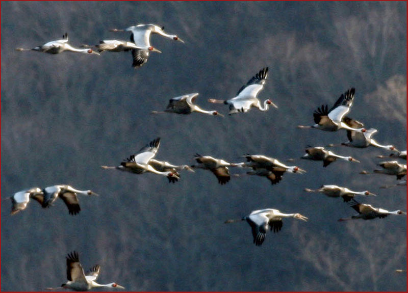 희안하게 나는 녀석 | 재두루미 Grus vipio (White-naped Crane); DISPLAY FULL IMAGE.