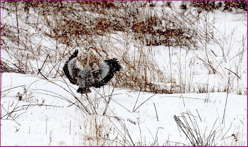 눈 오는 날의 새 | 왜가리 Ardea cinerea (Gray Heron); DISPLAY FULL IMAGE.