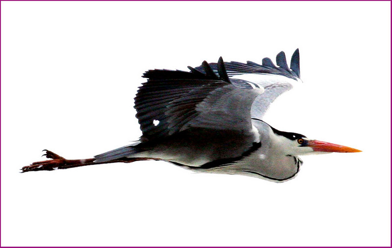 새 | 왜가리 Ardea cinerea (Gray Heron); DISPLAY FULL IMAGE.