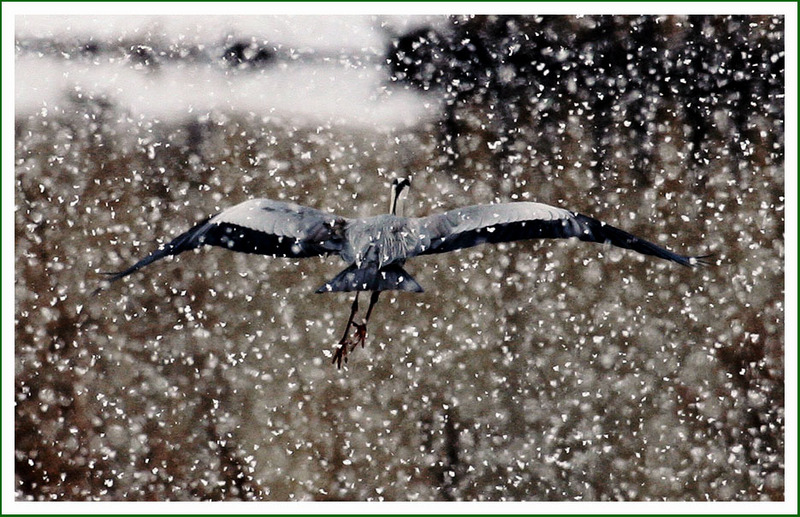 눈과 새 | 왜가리 Ardea cinerea (Gray Heron); DISPLAY FULL IMAGE.