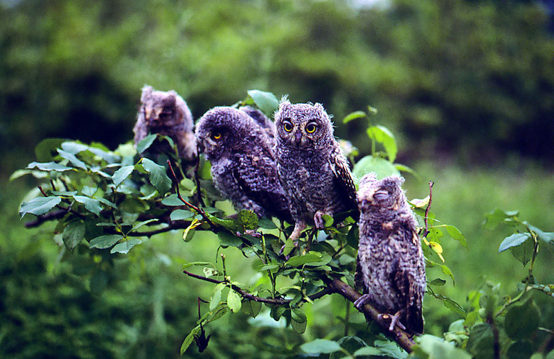 소쩍소쩍소쩍소쩍소쩍... | 소쩍새 Otus scops stictonotus (Eurasian Scops Owl); DISPLAY FULL IMAGE.