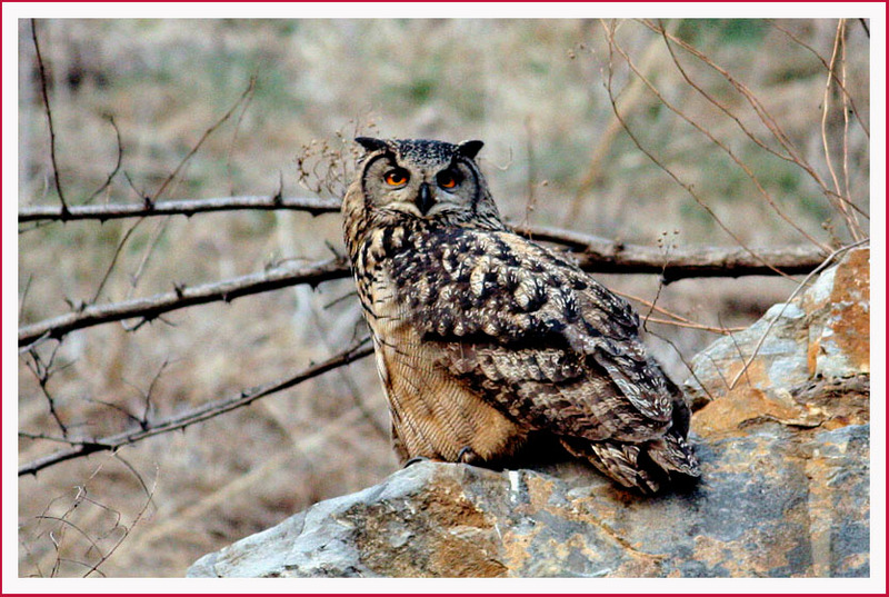 비행 전의 모습 / 수리부엉이 | 수리부엉이 Bubo bubo (Eurasian Eagle Owl); DISPLAY FULL IMAGE.