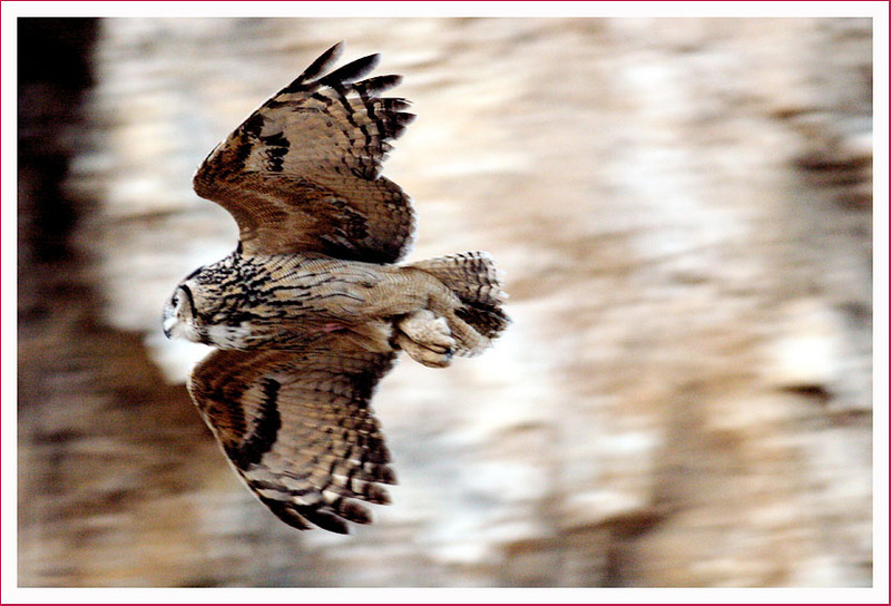 8 시간만의 비행 / 수리부엉이 | 수리부엉이 Bubo bubo (Eurasian Eagle Owl); DISPLAY FULL IMAGE.