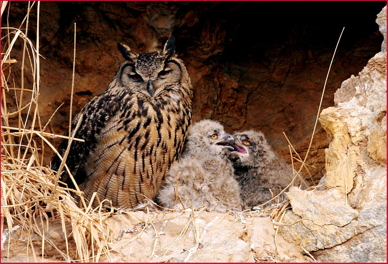 애들은 싸우면서 크죠 / 수리부엉이 | 수리부엉이 Bubo bubo (Eurasian Eagle Owl); DISPLAY FULL IMAGE.
