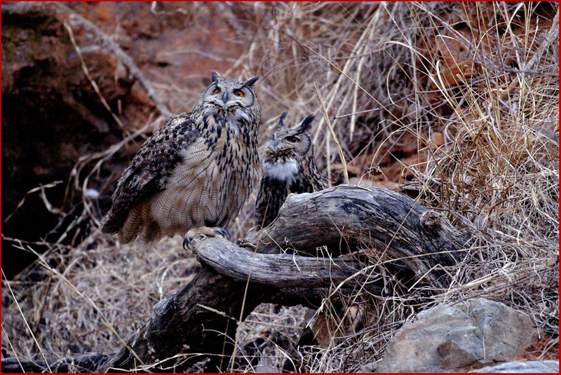 수리부엉이 한 쌍 | 수리부엉이 Bubo bubo (Eurasian Eagle Owl); DISPLAY FULL IMAGE.