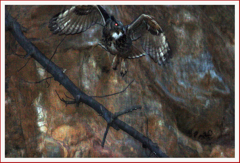 잠시 후 훌쩍 사냥을 나서는 수리부엉이 | 수리부엉이 Bubo bubo (Eurasian Eagle Owl); DISPLAY FULL IMAGE.