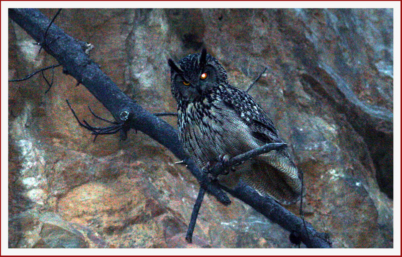 12 시간의 기다림의 보람 / 부엉이의 밤 | 수리부엉이 Bubo bubo (Eurasian Eagle Owl); DISPLAY FULL IMAGE.
