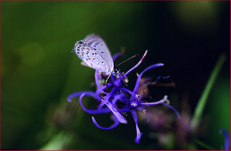 부전나비와 영아자꽃 | 큰점박이푸른부전나비 Maculinea arionides (Greater Large Blue Butterfly); DISPLAY FULL IMAGE.