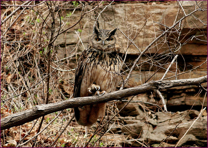 고얀놈, 공부는 안 하고... | 수리부엉이 Bubo bubo (Eurasian Eagle Owl); DISPLAY FULL IMAGE.