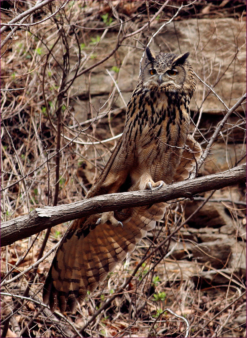기지개 켜는 거 처음 보느냐!! | 수리부엉이 Bubo bubo (Eurasian Eagle Owl); DISPLAY FULL IMAGE.