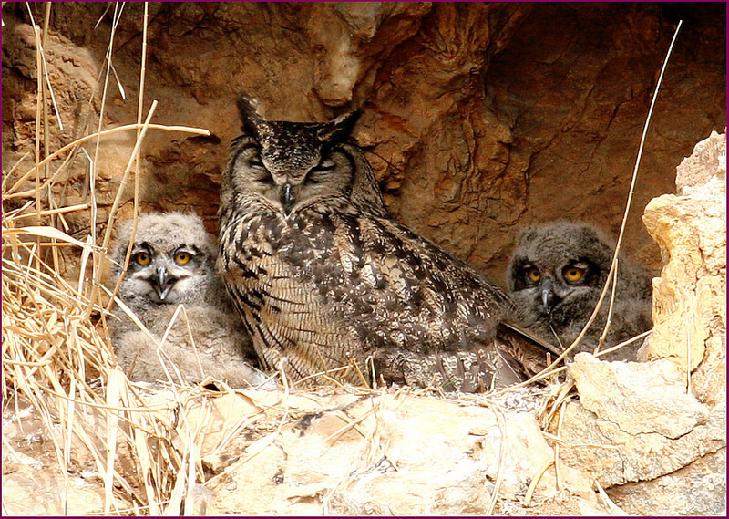 어머니, 저 녀석은 왜 자꾸 온답디까...? | 수리부엉이 Bubo bubo (Eurasian Eagle Owl); DISPLAY FULL IMAGE.
