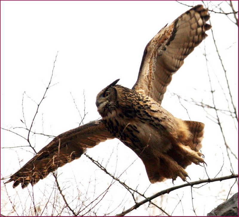 이래도 무섭지 않다는 말이냐! | 수리부엉이 Bubo bubo (Eurasian Eagle Owl); DISPLAY FULL IMAGE.
