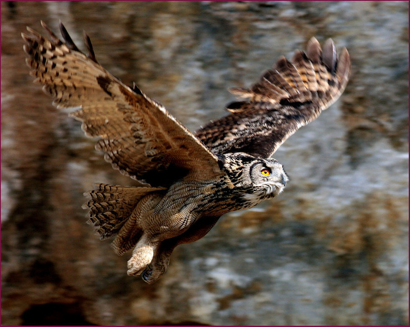 Perfect ! | 수리부엉이 Bubo bubo (Eurasian Eagle Owl); DISPLAY FULL IMAGE.
