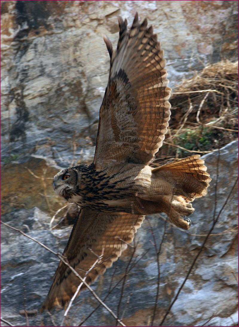 Present For You !! | 수리부엉이 Bubo bubo (Eurasian Eagle Owl); DISPLAY FULL IMAGE.