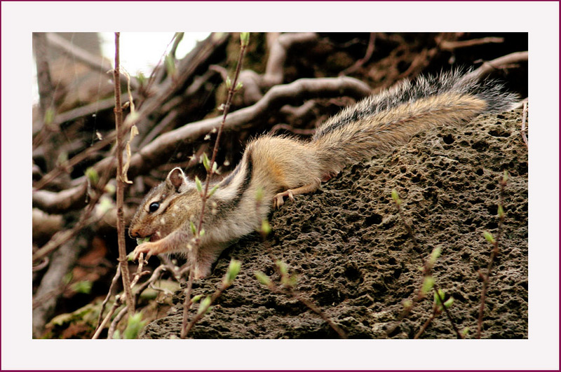 다람쥐의 맛있는 식사 | 다람쥐 Tamias sibiricus asiaticus (Siberian Chipmunk); DISPLAY FULL IMAGE.