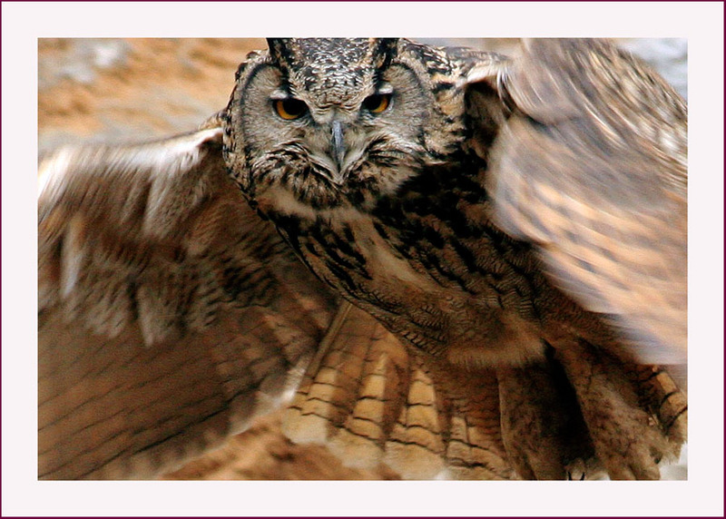 거기 ! 나한테 뭐 불만있수 ? | 수리부엉이 Bubo bubo (Eurasian Eagle Owl); DISPLAY FULL IMAGE.