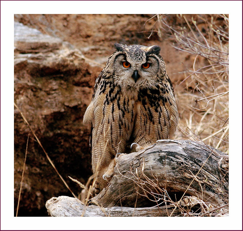 저놈, 오늘은 혼자 온 거 같은데, | 수리부엉이 Bubo bubo (Eurasian Eagle Owl); DISPLAY FULL IMAGE.