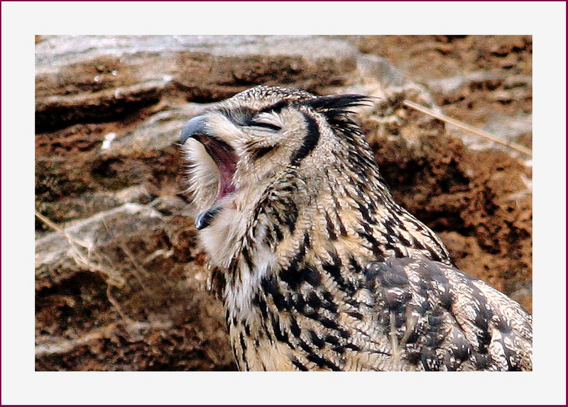 아이구 졸립다, | 수리부엉이 Bubo bubo (Eurasian Eagle Owl); DISPLAY FULL IMAGE.