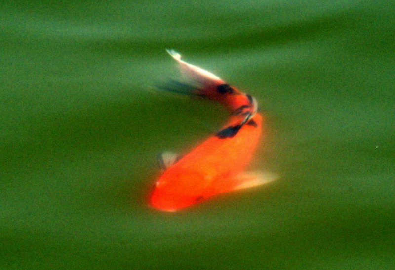 과기원 연못의 비단잉어; DISPLAY FULL IMAGE.