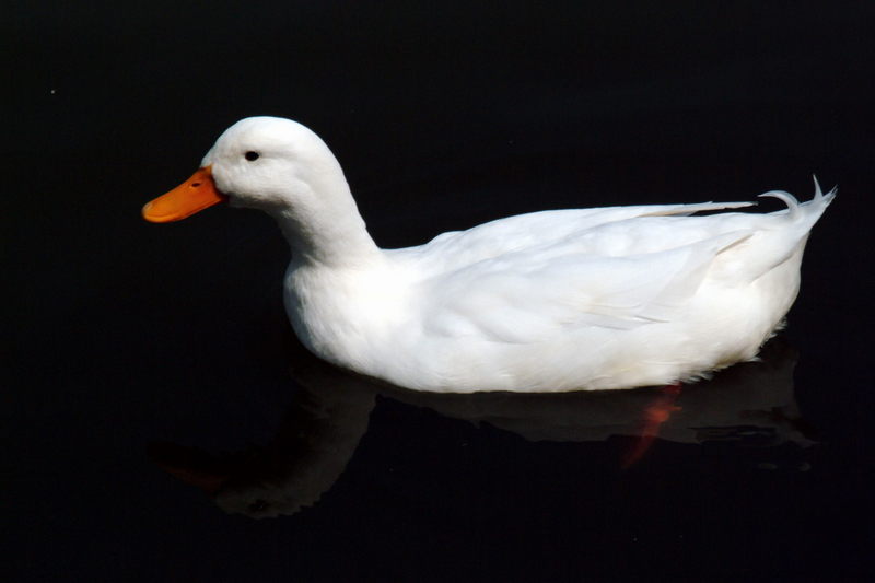 집오리(흰오리) Anas platyrhynchos domesticus (Domestic Duck); DISPLAY FULL IMAGE.