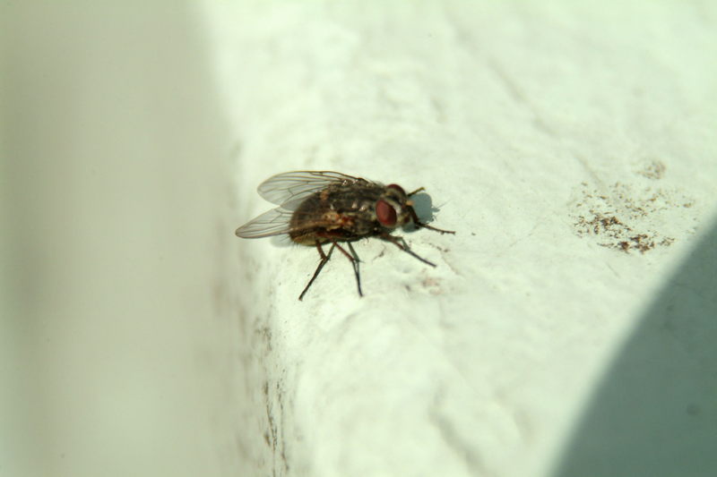 봄볕을 즐기는 파리 (common fly); DISPLAY FULL IMAGE.