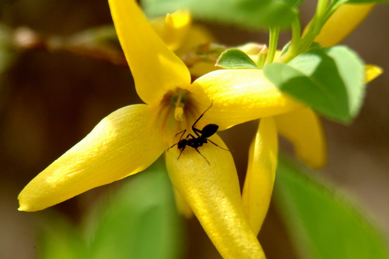 개나리 꽃과 개미; DISPLAY FULL IMAGE.