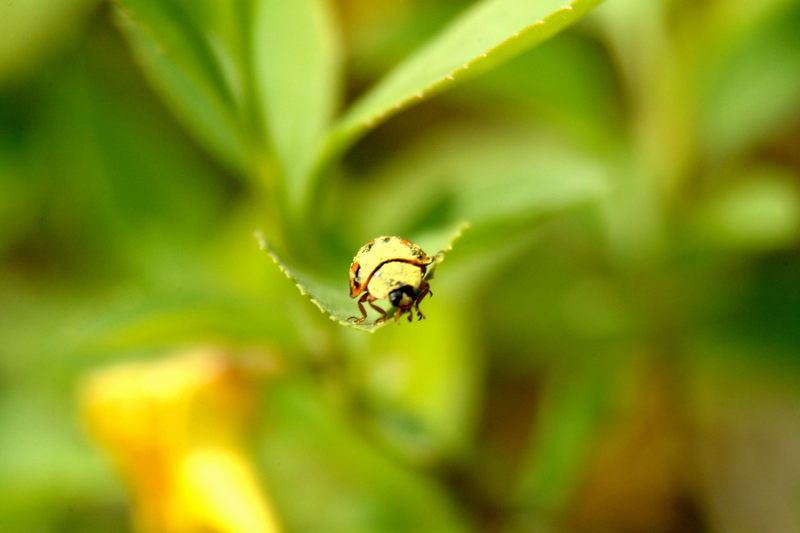 무당벌레 (Ladybug); DISPLAY FULL IMAGE.